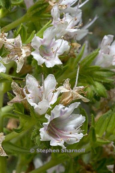 echium decaisnei 4 graphic